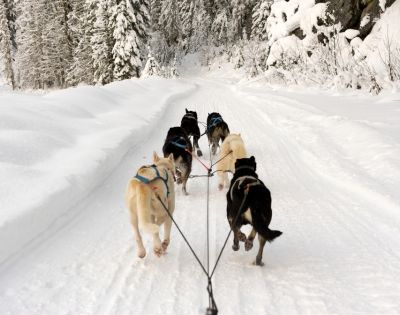A team of sled dogs pulls a sled down a snow-covered trail through a forest. Evergreen trees heavy with snow line the path, evoking a serene, wintery scene.