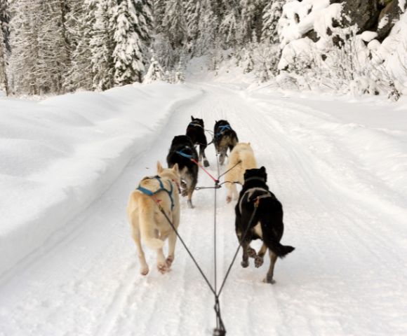 A team of sled dogs pulls a sled down a snow-covered trail through a forest. Evergreen trees heavy with snow line the path, evoking a serene, wintery scene.