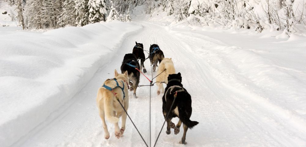 A team of sled dogs pulls a sled down a snow-covered trail through a forest. Evergreen trees heavy with snow line the path, evoking a serene, wintery scene.