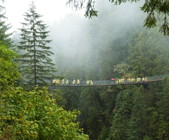 A group of people in yellow raincoats and one with a red umbrella cross a misty forest suspension bridge surrounded by tall, lush green trees.