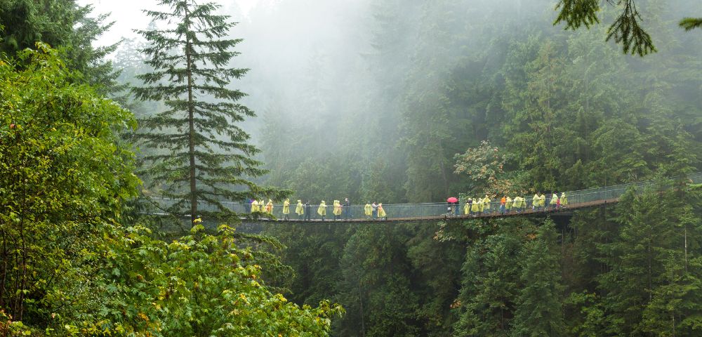 A group of people in yellow raincoats and one with a red umbrella cross a misty forest suspension bridge surrounded by tall, lush green trees.