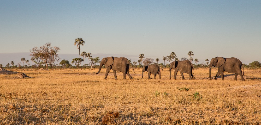 A herd of four elephants walking across a dry savanna with sparse palm trees under a clear sky.