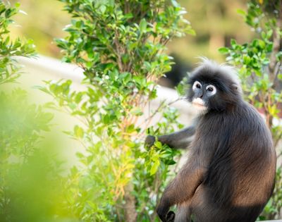 A black monkey with white facial markings sits among green bushes, looking towards the camera in a natural outdoor setting.