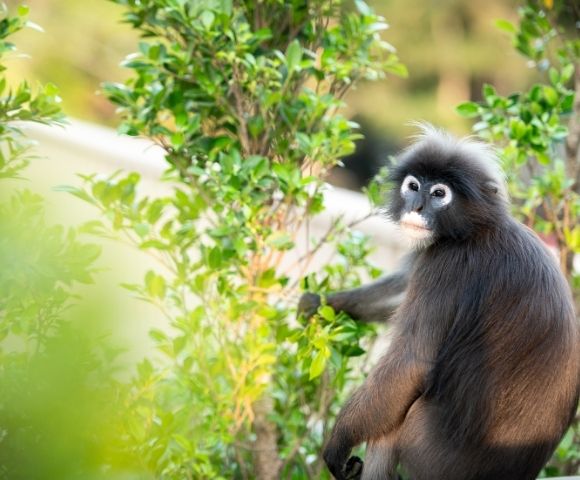 A black monkey with white facial markings sits among green bushes, looking towards the camera in a natural outdoor setting.