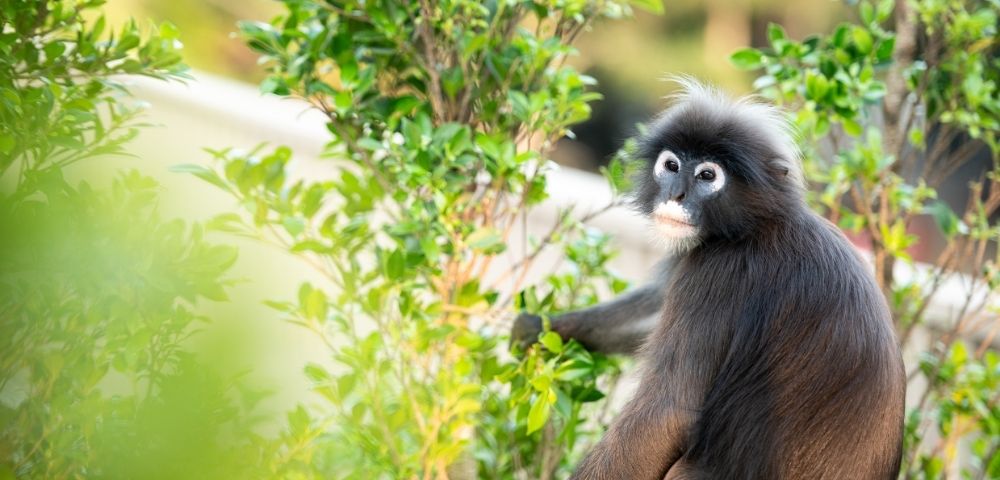 A black monkey with white facial markings sits among green bushes, looking towards the camera in a natural outdoor setting.