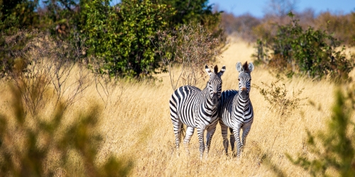 Zimbabwe Packages