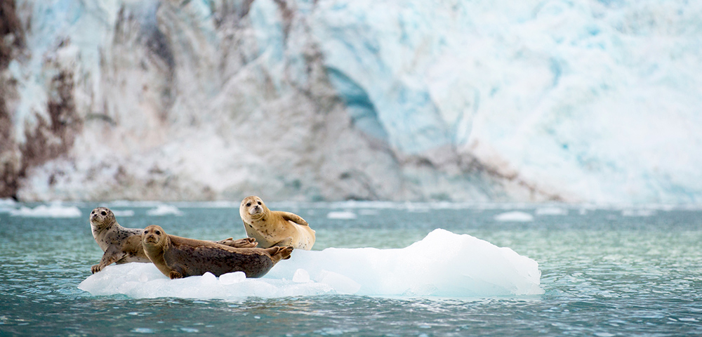 Alaskan Wilderness Exploration: Tokyo to San Francisco Main Image