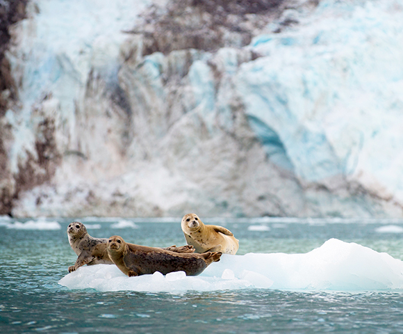 Alaskan Wilderness Exploration: Tokyo to San Francisco Main Image