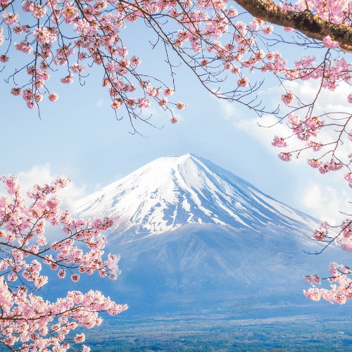 Snow-capped Mount Fuji framed by vibrant pink cherry blossoms under a clear blue sky, conveying a serene and picturesque spring scene.