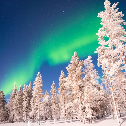 Snow-covered trees under a vivid green aurora borealis against a starry night sky. The scene conveys a serene and magical winter atmosphere.