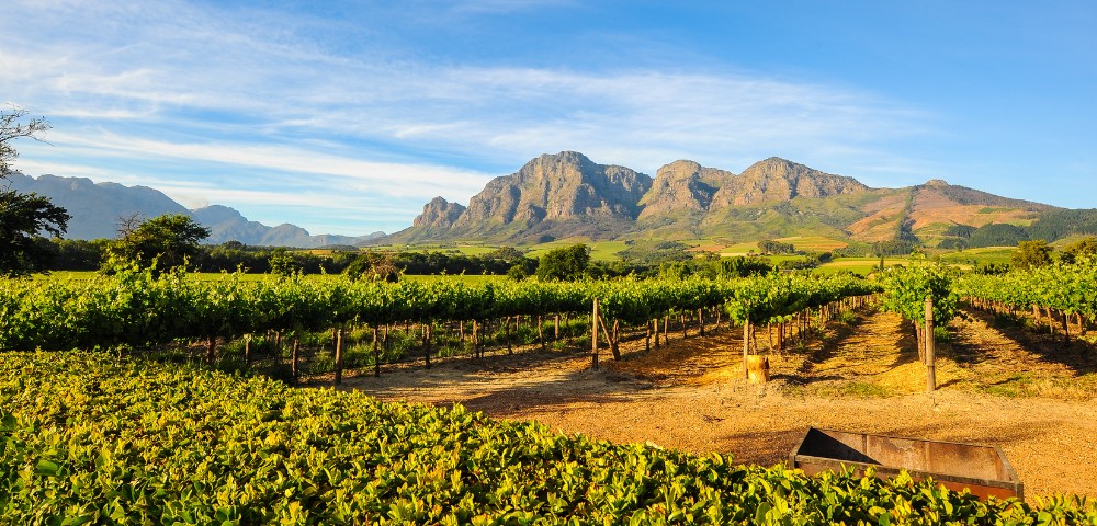 Sunlit vineyard with lush green rows under a blue sky. Majestic mountains rise in the background, evoking a serene and picturesque landscape.