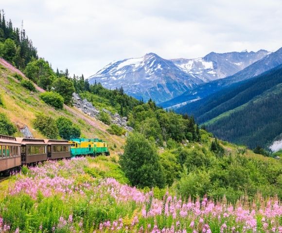 A colorful train travels through lush green hills with pink wildflowers, framed by tall trees and snow-capped mountains in the background.