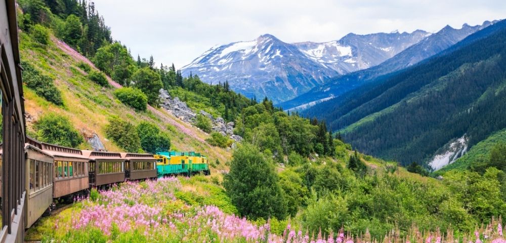 A colorful train travels through lush green hills with pink wildflowers, framed by tall trees and snow-capped mountains in the background.