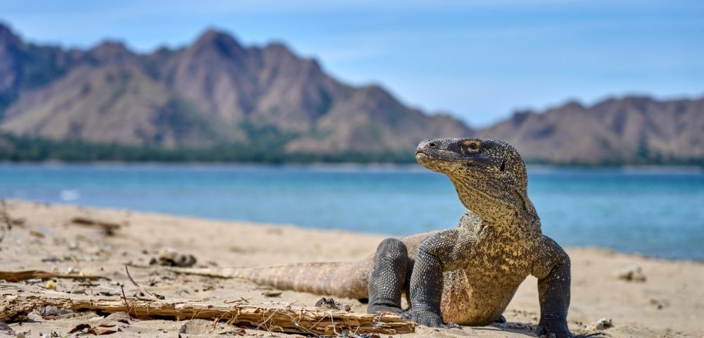A Komodo dragon stands on a sandy beach with a blue ocean and mountainous landscape in the background under a clear blue sky.