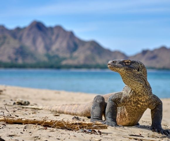 A Komodo dragon stands on a sandy beach with a blue ocean and mountainous landscape in the background under a clear blue sky.