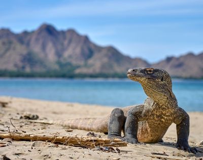 A Komodo dragon stands on a sandy beach with a blue ocean and mountainous landscape in the background under a clear blue sky.
