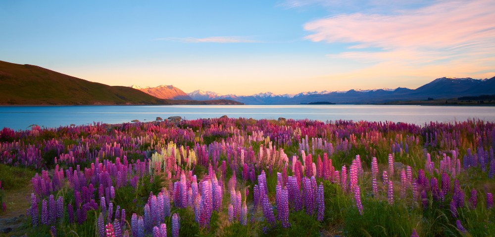 Vibrant lupines in shades of purple, pink, and magenta bloom in the foreground, with a serene lake, rolling hills, and snow-capped mountains at sunrise.