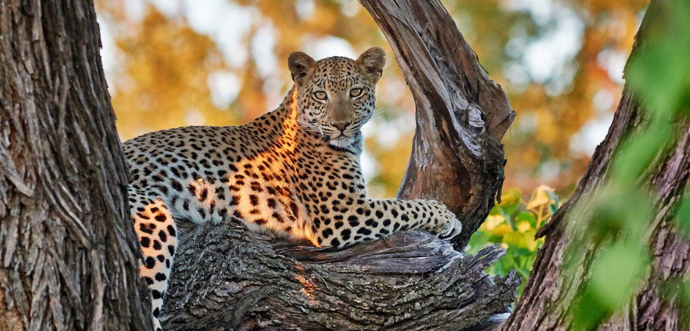 A leopard lounges gracefully on a tree branch, its spotted coat illuminated by warm sunlight. Autumn leaves blur in the background, creating a serene scene.