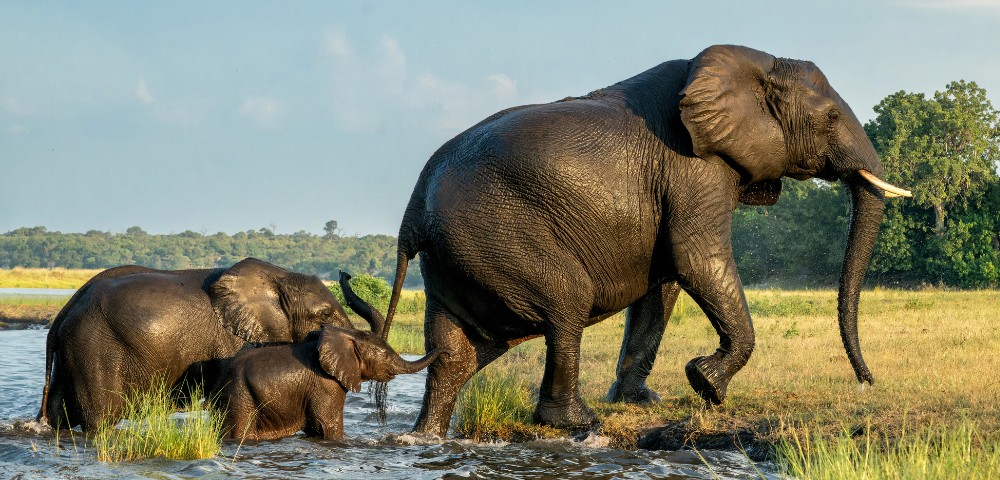 Three elephants, including a calf, wade through a shallow water body, surrounded by grass and trees, conveying a serene, familial scene.