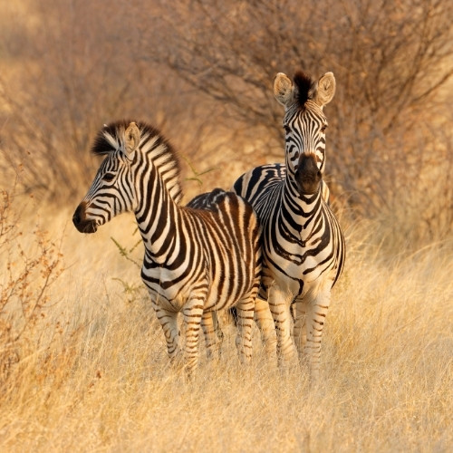 Two zebras stand close together in a sunlit grassy savannah, with dry shrubs in the background. Their expressions are calm, evoking a serene and natural atmosphere.
