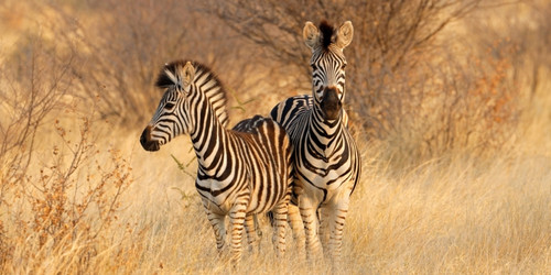 Two zebras stand close together in a sunlit grassy savannah, with dry shrubs in the background. Their expressions are calm, evoking a serene and natural atmosphere.