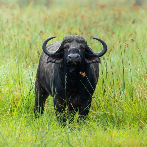 African buffalo standing in tall, lush green grass in a serene landscape, gazing directly ahead. Its curved horns and dark coat are prominent.
