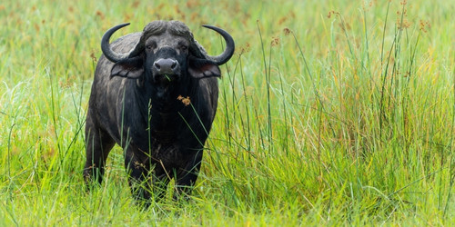 African buffalo standing in tall, lush green grass in a serene landscape, gazing directly ahead. Its curved horns and dark coat are prominent.