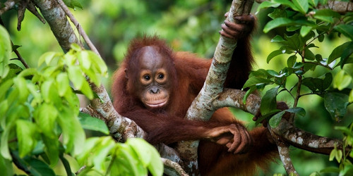 A young orangutan clings to tree branches in a lush, green forest. Its curious eyes and slight smile convey a playful, serene demeanor.