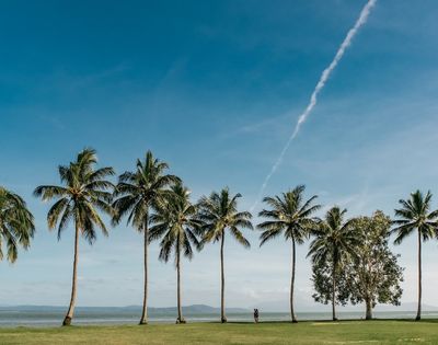 A line of tall palm trees along a grassy shore with the ocean in the background under a bright blue sky with a faint contrail.