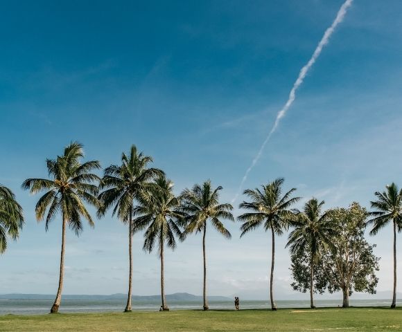 A line of tall palm trees along a grassy shore with the ocean in the background under a bright blue sky with a faint contrail.