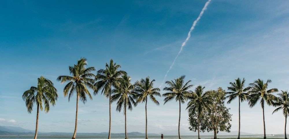 A line of tall palm trees along a grassy shore with the ocean in the background under a bright blue sky with a faint contrail.