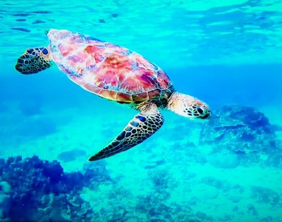 A green sea turtle swims gracefully in clear turquoise water over a coral reef.