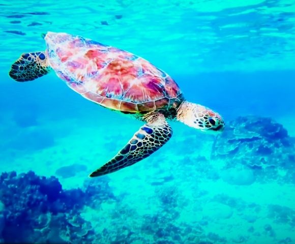 A green sea turtle swims gracefully in clear turquoise water over a coral reef.