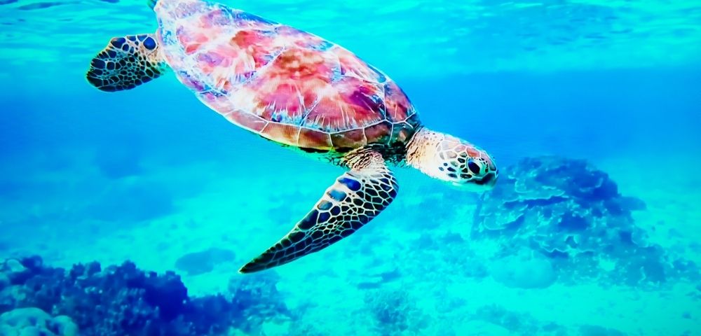 A green sea turtle swims gracefully in clear turquoise water over a coral reef.