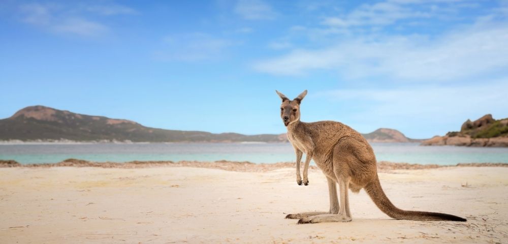 Australian Outback Rail & Sail Exploration Image 3