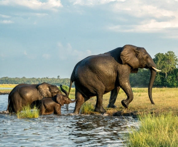 A family of three elephants is seen crossing a shallow river. The adult leads with the two younger ones following closely. The scene is peaceful under a clear sky.