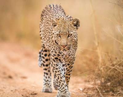 A leopard with a focused gaze walks towards the camera on a dirt path, surrounded by dry grass. The scene conveys a sense of power and grace.