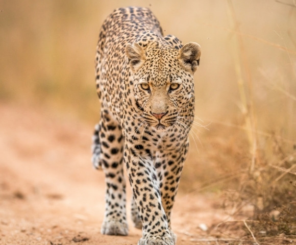 A leopard with a focused gaze walks towards the camera on a dirt path, surrounded by dry grass. The scene conveys a sense of power and grace.