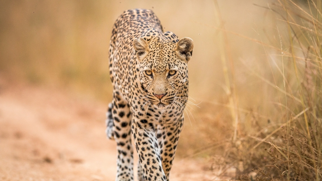 Print Stylesheet Image