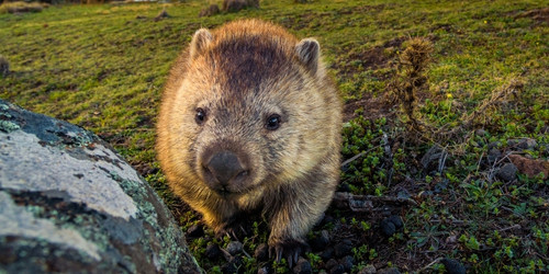 A curious wombat with soft brown fur stands on lush green grass, beside a mossy rock, in a serene outdoor setting, conveying tranquility and charm.