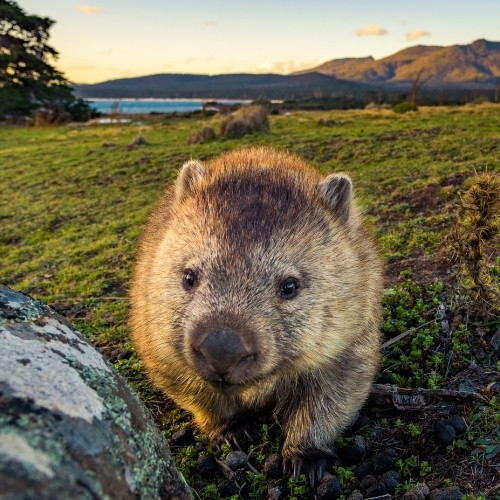 A curious wombat with soft brown fur stands on lush green grass, beside a mossy rock, in a serene outdoor setting, conveying tranquility and charm.