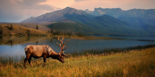 An elk grazes beside a tranquil lake, backdropped by majestic, sunlit mountains under a soft, pinkish sky, evoking serenity and natural beauty.