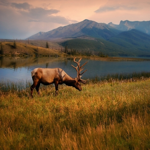 An elk grazes beside a tranquil lake, backdropped by majestic, sunlit mountains under a soft, pinkish sky, evoking serenity and natural beauty.