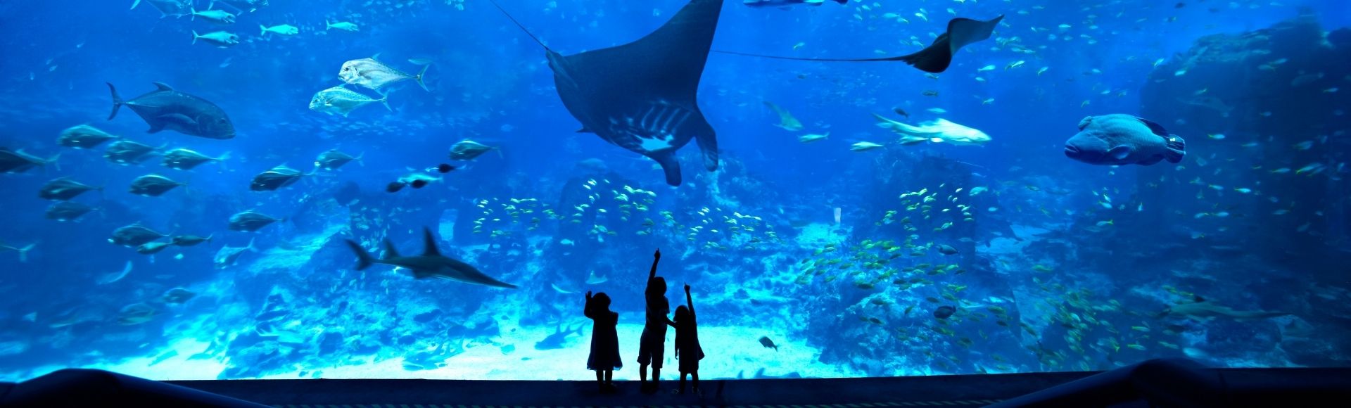 Silhouettes of three people stand before a large aquarium tank. A manta ray glides overhead, surrounded by various fish, evoking awe and wonder.