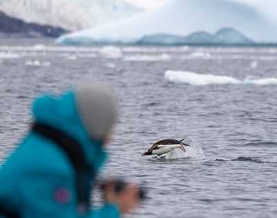 Person in blue jacket photographing a penguin leaping out of icy ocean water with snow-covered mountains in the background.