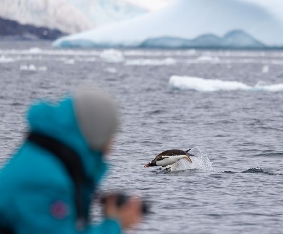 Person in blue jacket photographing a penguin leaping out of icy ocean water with snow-covered mountains in the background.