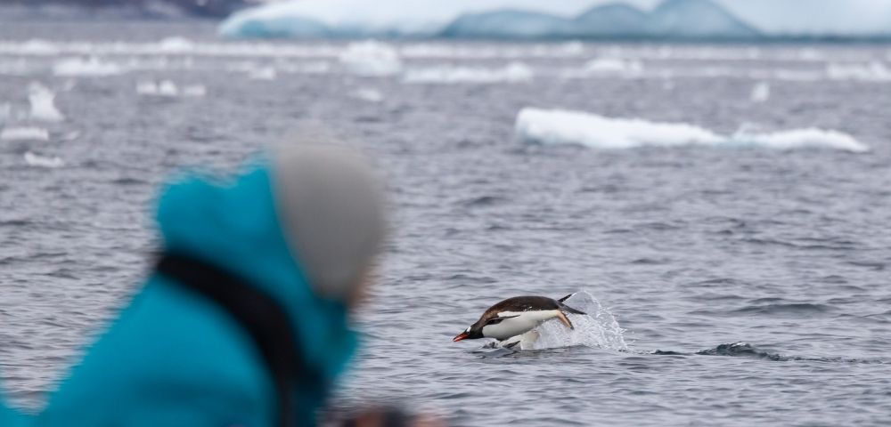 Person in blue jacket photographing a penguin leaping out of icy ocean water with snow-covered mountains in the background.