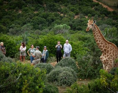 A giraffe stands tall in a lush green landscape, with a group of people observing it from a distance.