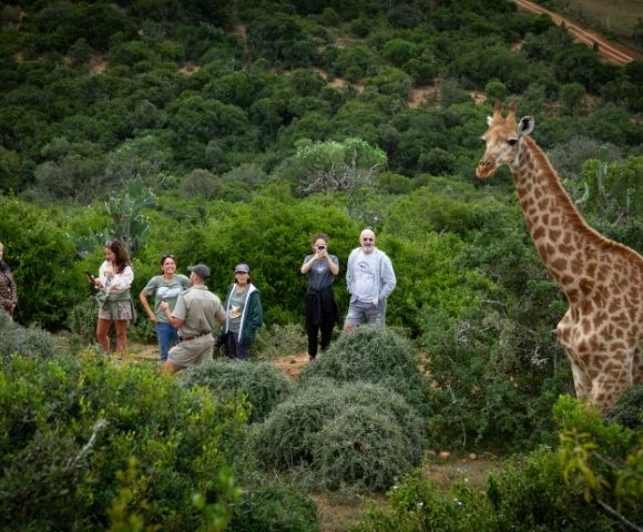 A giraffe stands tall in a lush green landscape, with a group of people observing it from a distance.