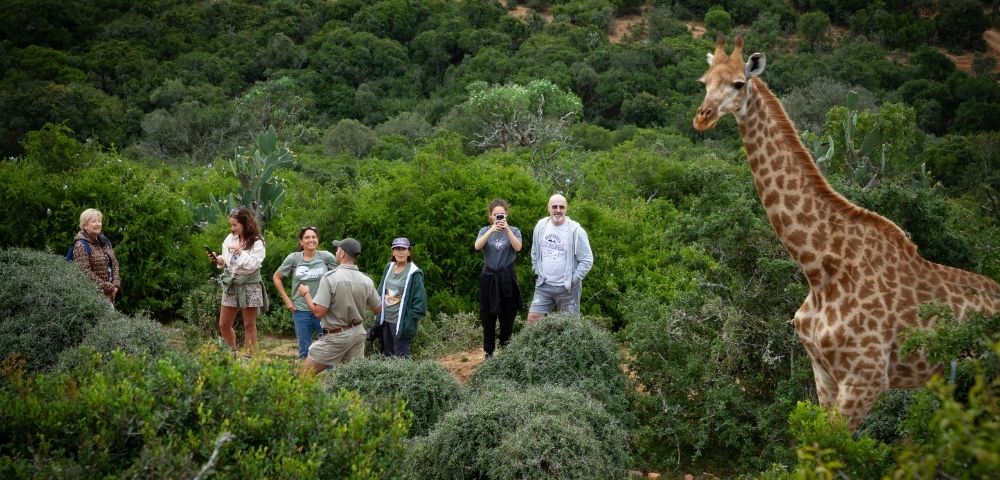 A giraffe stands tall in a lush green landscape, with a group of people observing it from a distance.